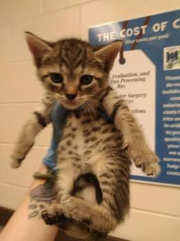 Azalea -  Domestic Short Hair Cat for Adoption in Palm Coast, Florida - Azalea | PetCurious