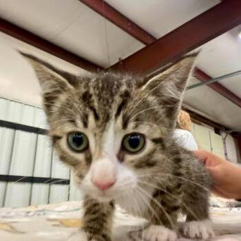 Leslie -  Domestic Medium Hair Cat for Adoption in Huntsville, Arkansas - Leslie | PetCurious