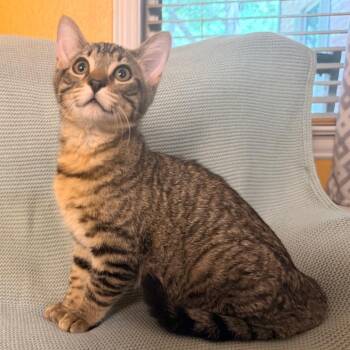 Rambler -  Domestic Short Hair Cat for Adoption in Lewisville, Texas - Rambler | PetCurious