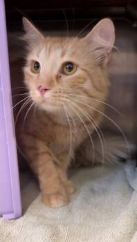 PHOENIX -  Domestic Short Hair Cat for Adoption in Houston, Texas - PHOENIX | PetCurious
