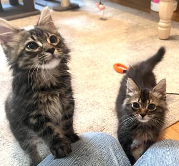 Diamond & Tiffany -  Tabby Cat for Adoption in Closter, New Jersey - Diamond & Tiffany | PetCurious
