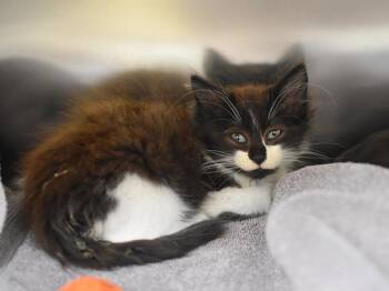 Cholula -  Domestic Long Hair Cat for Adoption in Portland, Oregon - Cholula | PetCurious