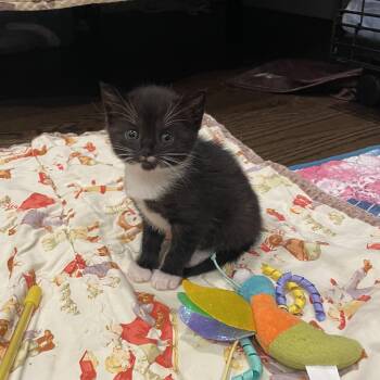 Remy -  Domestic Short Hair and Tuxedo Cat for Adoption in Mastic, New York - Remy | PetCurious