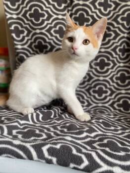 Rescue Domestic Short Hair Cats for Adoption in Corpus Christi, Texas - Keavy | PetCurious