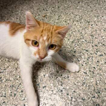 Sunkist -  Domestic Medium Hair Cat for Adoption in Cedar Rapids, Iowa - Sunkist | PetCurious
