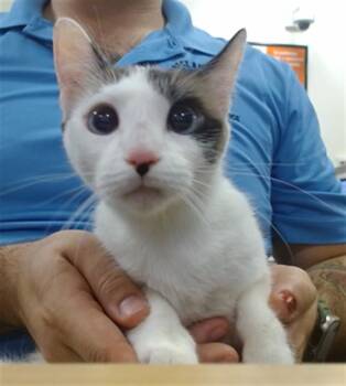 MAKI -  Domestic Short Hair Cat for Adoption in Doral, Florida - MAKI | PetCurious