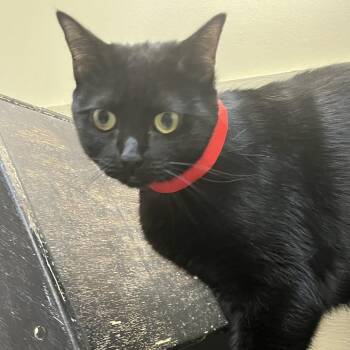 Domestic Short Hair Cats Available for Adoption in Temecula, California - Iris | PetCurious