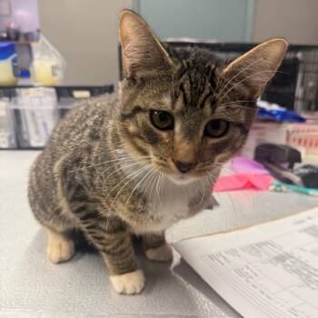 Meadowsweet -  Domestic Short Hair Cat for Adoption in Spokane, Washington - Meadowsweet | PetCurious