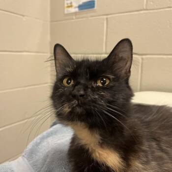 Paramore -  Domestic Medium Hair Cat for Adoption in Bristol, Indiana - Paramore | PetCurious