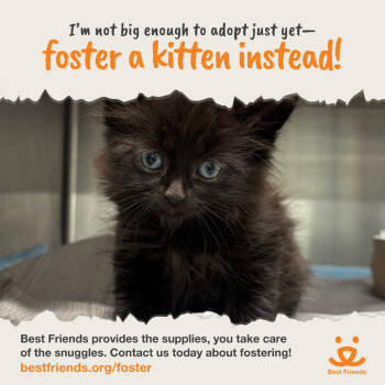 Rescue Domestic Short Hair Cats for Adoption in Los Angeles, California - Phobos | PetCurious