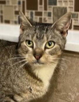 Rescue Tiger and Abyssinian Cats for Adoption in Ringwood, New Jersey - Bon Bon | PetCurious