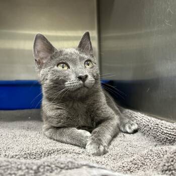Domestic Short Hair Cats Available for Adoption in La Grange Park, Illinois - Batman | PetCurious