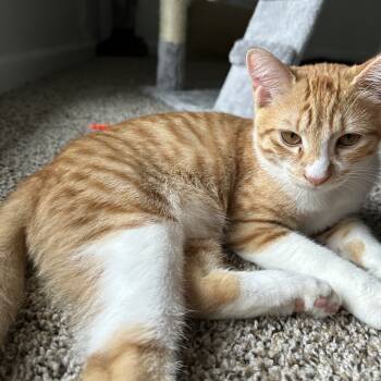 Rescue Domestic Short Hair Cats for Adoption in Houston, Texas - Liam Sun | PetCurious