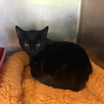 Olivia -  Domestic Short Hair Cat for Adoption in Chehalis, Washington - Olivia | PetCurious