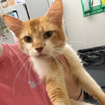 Garfield -  Domestic Short Hair Cat for Adoption in Columbiana, Alabama - Garfield | PetCurious
