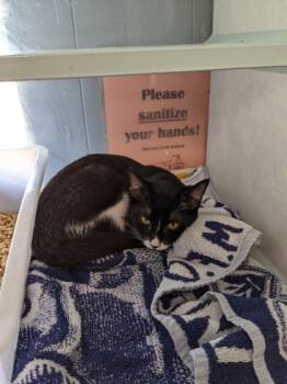 Rescue Domestic Short Hair Cats for Adoption in Leander, Texas - Smalls | PetCurious