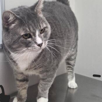 Gabriel -  Domestic Short Hair Cat for Adoption in Snow Hill, North Carolina - Gabriel | PetCurious