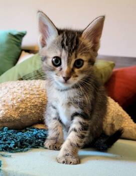 Tabby Cats Available for Adoption in Chandler, Arizona - Birdie | PetCurious