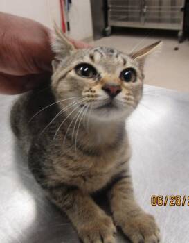 (temp1) -  Domestic Short Hair Cat for Adoption in Marietta, Georgia - (temp1) | PetCurious