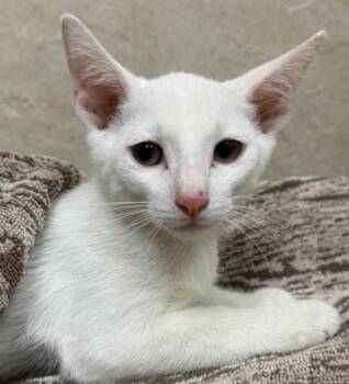 Bernard -  Domestic Short Hair Cat for Adoption in Honolulu, Hawaii - Bernard | PetCurious