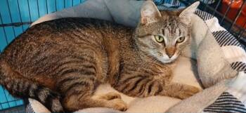 Lola -  Domestic Short Hair Cat for Adoption in Crocker, Missouri - Lola | PetCurious