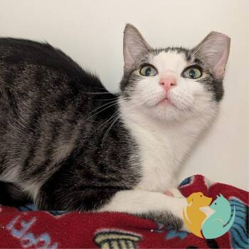 Domestic Short Hair Cats Available for Adoption in Toledo, Ohio - Gator | PetCurious