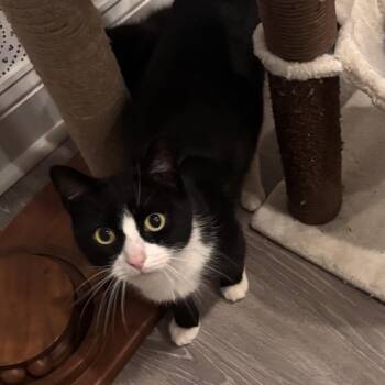 Professor McGonagall-Bishop Mama -  Domestic Short Hair Cat for Adoption in Westport, Connecticut - Professor McGonagall-Bishop Mama | PetCurious