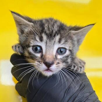 Reef -  Domestic Short Hair Cat for Adoption in Abilene, Texas - Reef | PetCurious