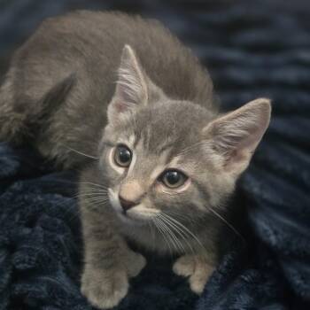 Vincent Van Gogh -  Domestic Short Hair Cat for Adoption in Jarrettsville, Maryland - Vincent Van Gogh | PetCurious