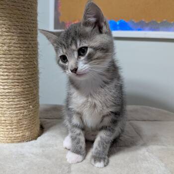 Madeline -  Domestic Short Hair Cat for Adoption in UNIVERSITY PA, Maryland - Madeline | PetCurious