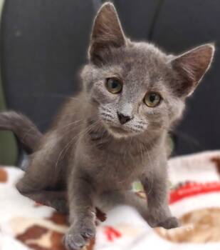 Rescue Domestic Short Hair Cats for Adoption in Belmont, New York - Chapel | PetCurious