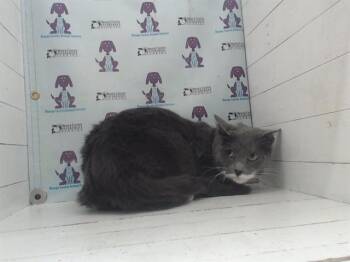 Domestic Short Hair Cats Available for Adoption in Orlando, Florida - NEENA | PetCurious