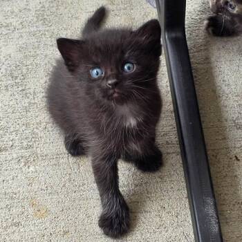 Domestic Short Hair Cats Available for Adoption in La Grange, Kentucky - Mario | PetCurious