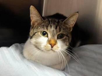 Pancake -  Domestic Short Hair Cat for Adoption in Hobart, Indiana - Pancake | PetCurious