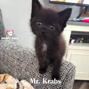 Spongebob Litter:  Mr. Krabs -  Domestic Short Hair Cat for Adoption in Council Bluffs, Iowa - Spongebob Litter:  Mr. Krabs | PetCurious