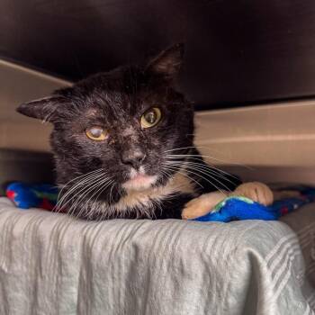 Domestic Short Hair Cats Available for Adoption - Phoenix | PetCurious