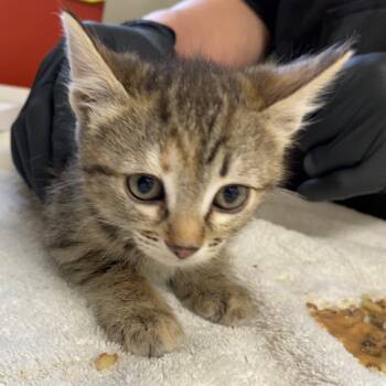 Rescue Domestic Short Hair Cats for Adoption in Taos, New Mexico - Greta | PetCurious