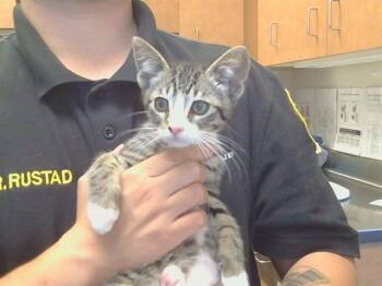 Domestic Short Hair Cats Available for Adoption in Sacramento, California - ZIGGY | PetCurious