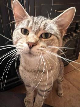 Rescue Domestic Short Hair Cats for Adoption in Taycheedah, Wisconsin - Chad | PetCurious