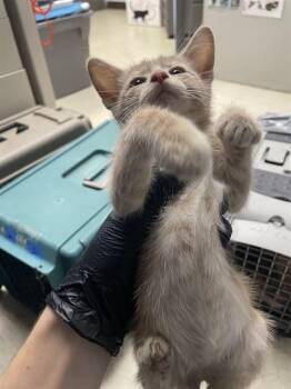 A378639 -  Domestic Short Hair Cat for Adoption in Stockton, California - A378639 | PetCurious