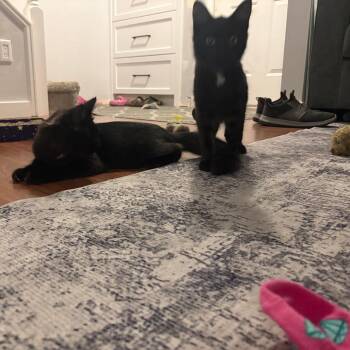 Zelda -  Domestic Short Hair Cat for Adoption in Abbotsford, British Columbia - Zelda | PetCurious