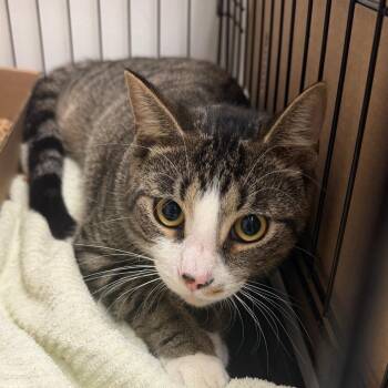 Silva -  Domestic Short Hair Cat for Adoption in Philadelphia, Pennsylvania - Silva | PetCurious