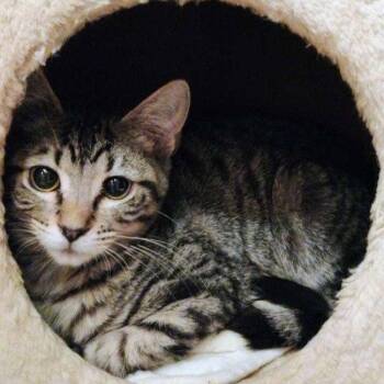 Mr. Bennet -  Domestic Short Hair Cat Available for Adoption in Laramie, Wyoming - Mr. Bennet | PetCurious
