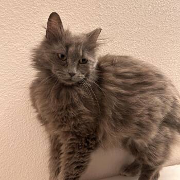 Agnes -  Domestic Long Hair and Manx Cat for Adoption in Renton, Washington - Agnes | PetCurious