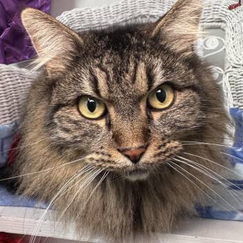 Domestic Long Hair Cats Available for Adoption - Cassa Roll 55828 | PetCurious