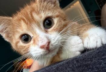 French fry -  Domestic Short Hair Cat for Adoption in Cambridge, Maryland - French Fry | PetCurious