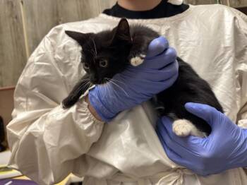 LAYS -  Domestic Short Hair Cat for Adoption in Colorado Springs, Colorado - LAYS | PetCurious