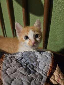 Dingbart -  Domestic Short Hair Cat for Adoption in Fort Lupton, Colorado - Dingbart | PetCurious