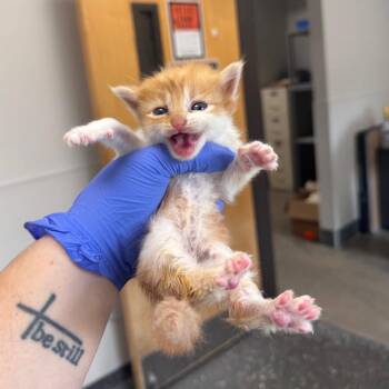 Domestic Short Hair Cats Available for Adoption in Columbiana, Alabama - Mylo | PetCurious