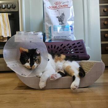 Muriel -  Domestic Short Hair Cat for Adoption in La Grange, Kentucky - Muriel | PetCurious